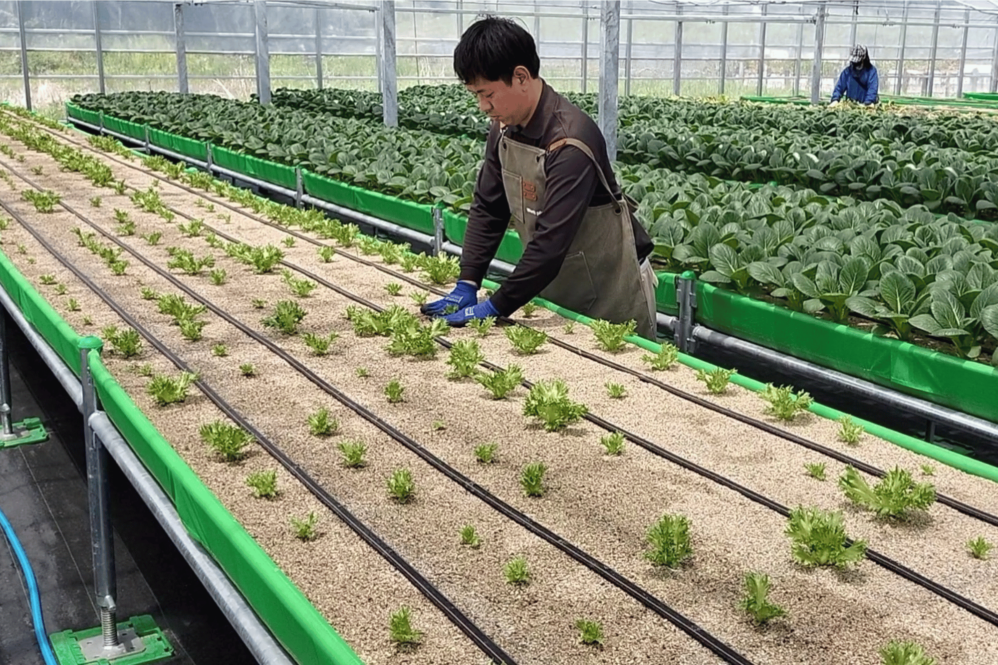 高床式砂栽培の様子